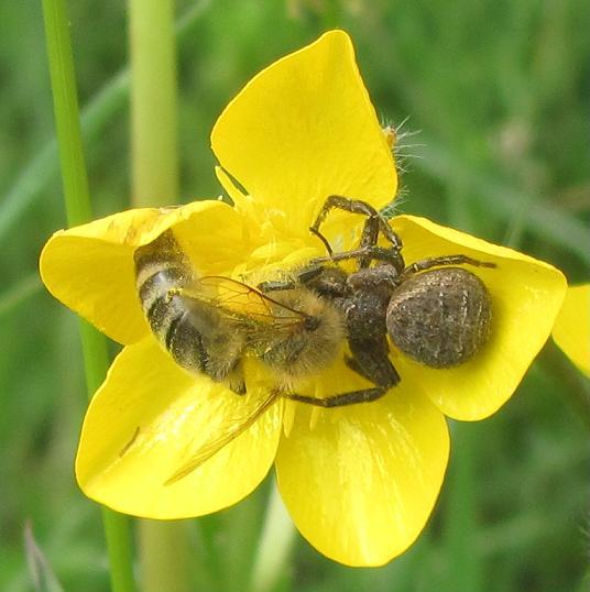 Xysticus sp. - Sostegno (BI)